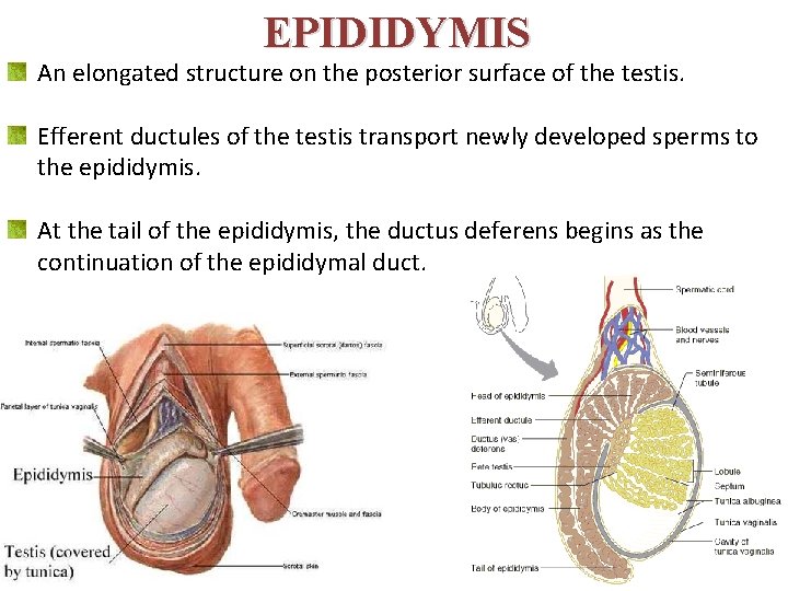 EPIDIDYMIS An elongated structure on the posterior surface of the testis. Efferent ductules of