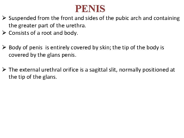 PENIS Ø Suspended from the front and sides of the pubic arch and containing