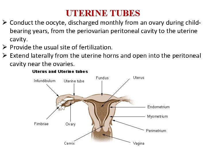 UTERINE TUBES Ø Conduct the oocyte, discharged monthly from an ovary during childbearing years,