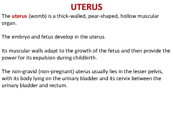 UTERUS The uterus (womb) is a thick-walled, pear-shaped, hollow muscular organ. The embryo and