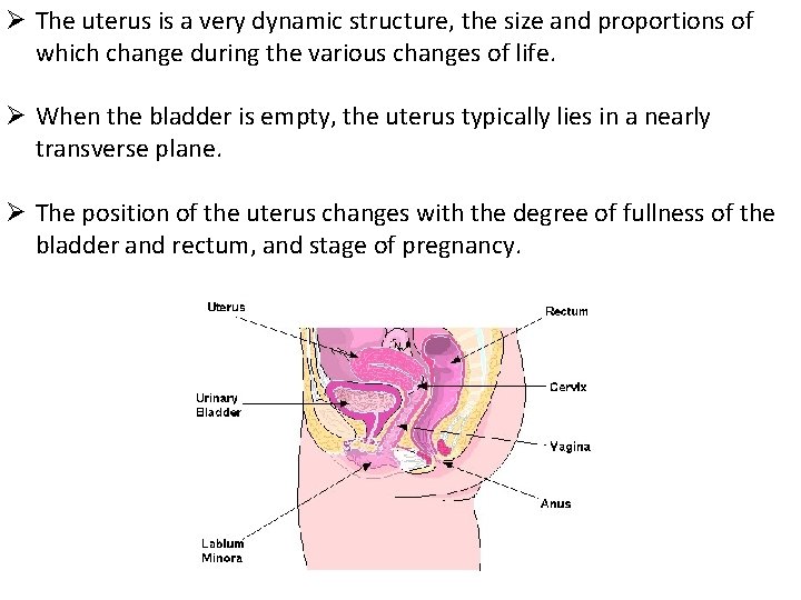Ø The uterus is a very dynamic structure, the size and proportions of which