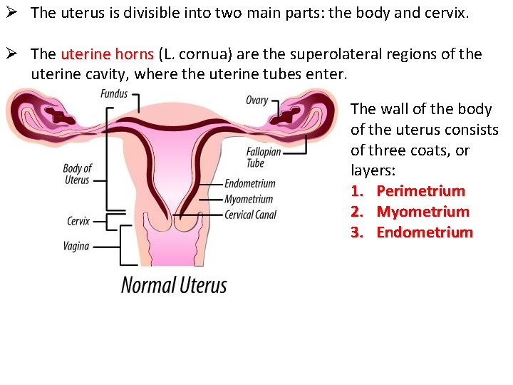 Ø The uterus is divisible into two main parts: the body and cervix. Ø