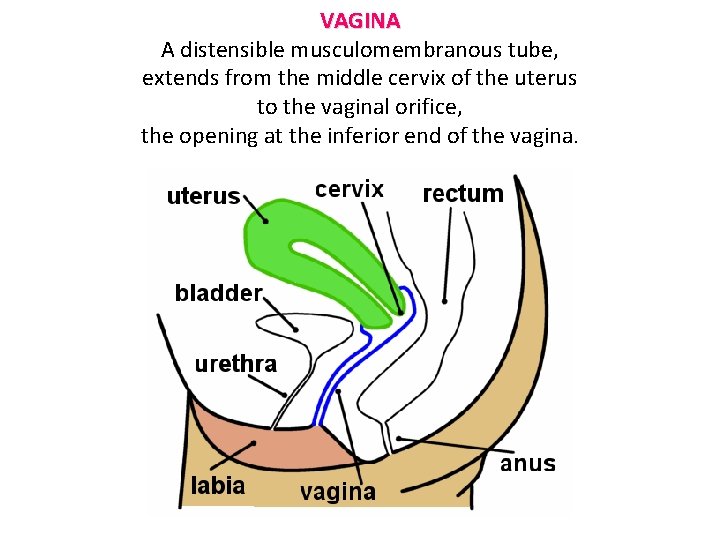 VAGINA A distensible musculomembranous tube, extends from the middle cervix of the uterus to