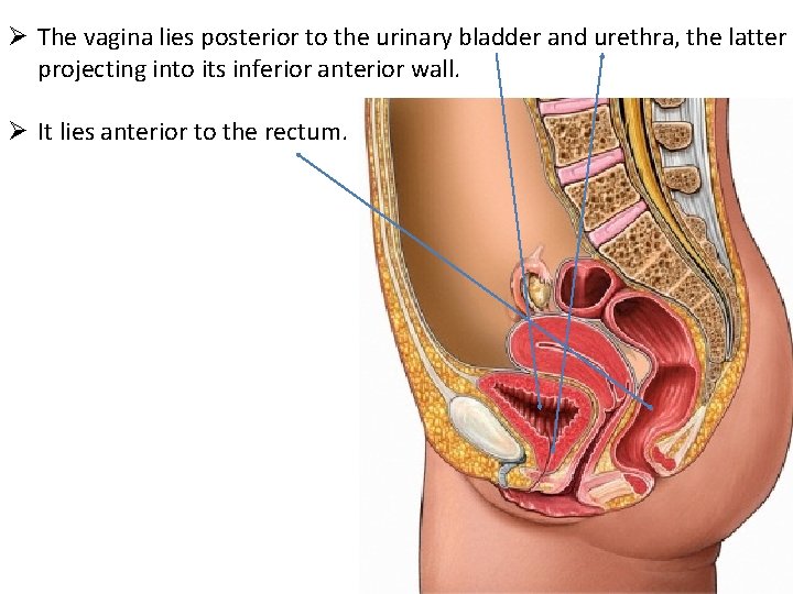 Ø The vagina lies posterior to the urinary bladder and urethra, the latter projecting