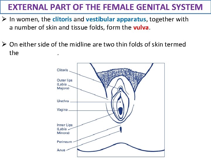 EXTERNAL PART OF THE FEMALE GENITAL SYSTEM Ø In women, the clitoris and vestibular