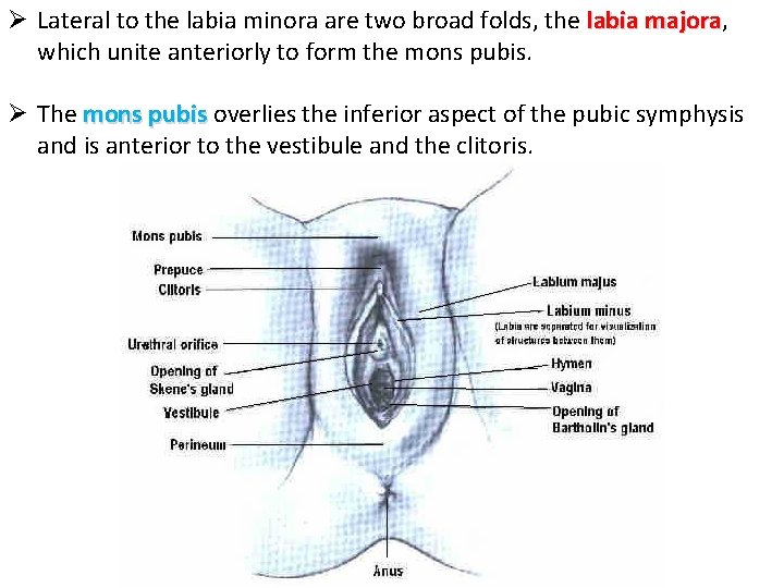 Ø Lateral to the labia minora are two broad folds, the labia majora, majora