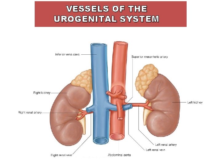 VESSELS OF THE UROGENITAL SYSTEM 