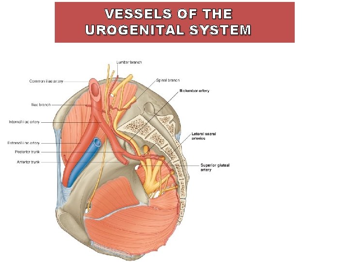 VESSELS OF THE UROGENITAL SYSTEM 