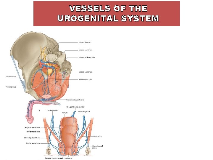 VESSELS OF THE UROGENITAL SYSTEM 