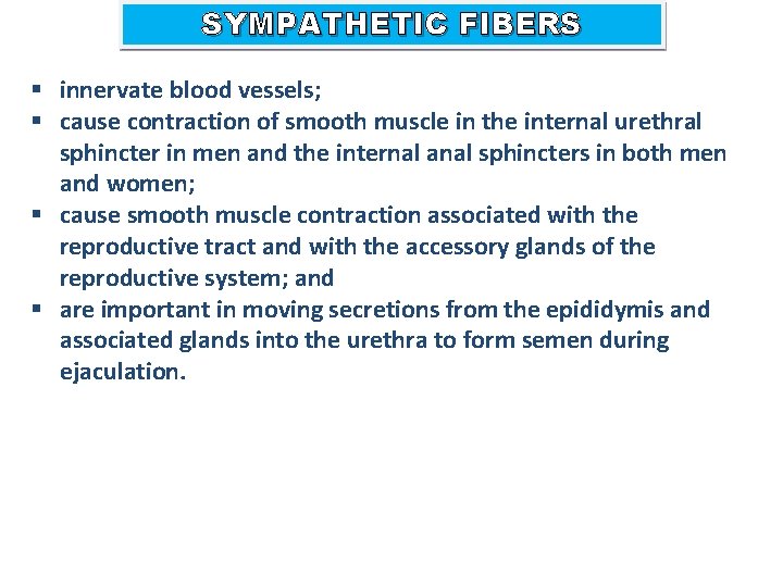 SYMPATHETIC FIBERS § innervate blood vessels; § cause contraction of smooth muscle in the