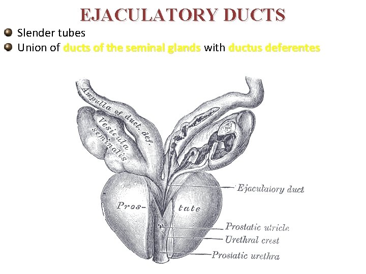 EJACULATORY DUCTS Slender tubes Union of ducts of the seminal glands with ductus deferentes