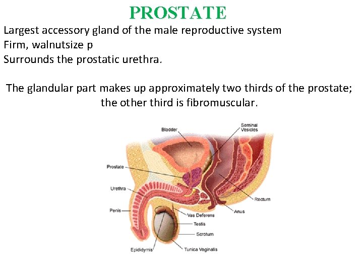 PROSTATE Largest accessory gland of the male reproductive system Firm, walnutsize p Surrounds the