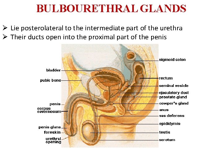BULBOURETHRAL GLANDS Ø Lie posterolateral to the intermediate part of the urethra Ø Their