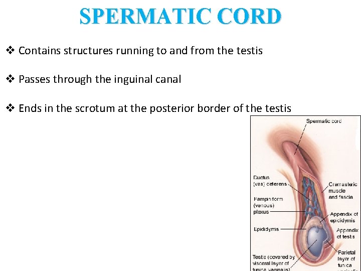 SPERMATIC CORD v Contains structures running to and from the testis v Passes through