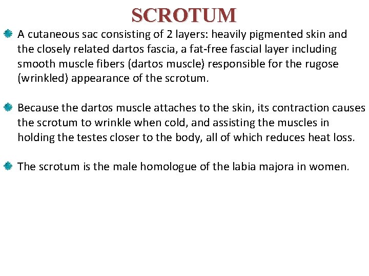 SCROTUM A cutaneous sac consisting of 2 layers: heavily pigmented skin and the closely