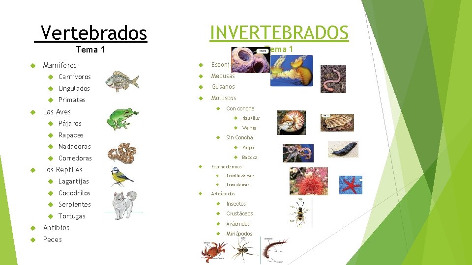 INVERTEBRADOS Vertebrados Tema 1 Mamíferos Esponjas Carnívoros Medusas Ungulados Gusanos Primates Moluscos Las Aves