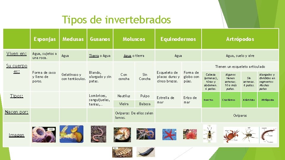 Tipos de invertebrados Esponjas Viven en: Su cuerpo es: Tipos: Nacen por: Imagen Agua,