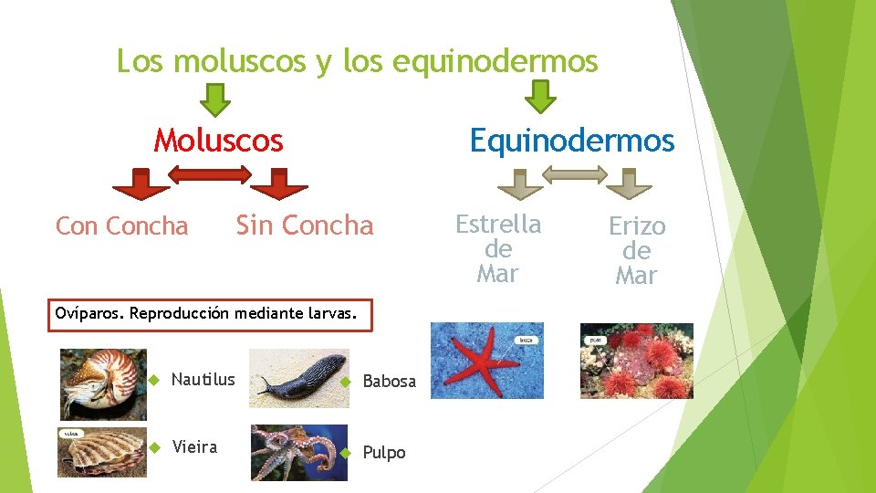 Los moluscos y los equinodermos Equinodermos Moluscos Concha Sin Concha Ovíparos. Reproducción mediante larvas.