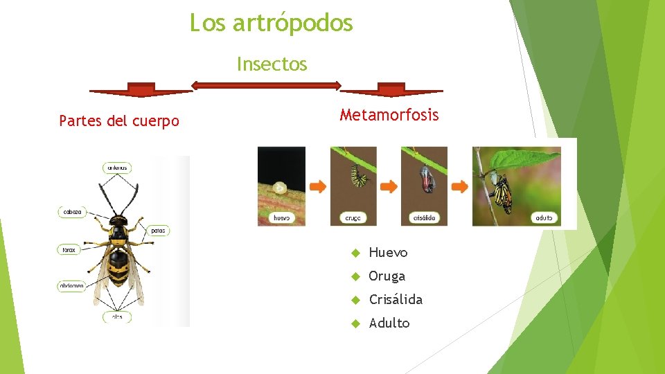 Los artrópodos Insectos Partes del cuerpo Metamorfosis Huevo Oruga Crisálida Adulto 