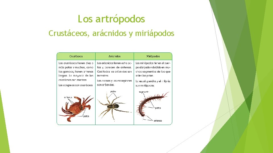 Los artrópodos Crustáceos, arácnidos y miriápodos 