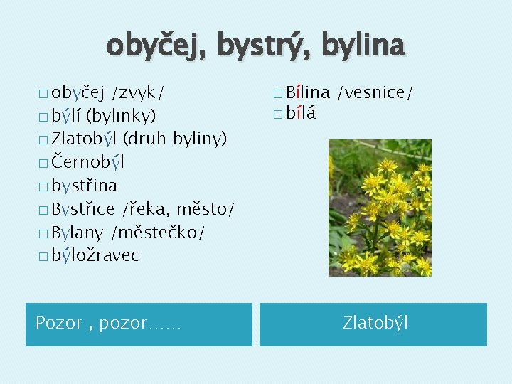 obyčej, bystrý, bylina � obyčej /zvyk/ � býlí (bylinky) � Zlatobýl (druh byliny) �