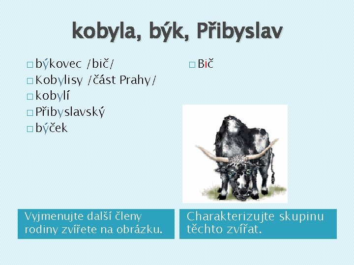 kobyla, býk, Přibyslav � býkovec /bič/ � Kobylisy /část Prahy/ � kobylí � Přibyslavský