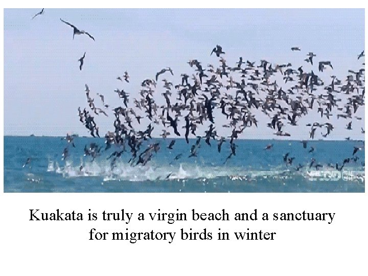 Kuakata is truly a virgin beach and a sanctuary for migratory birds in winter