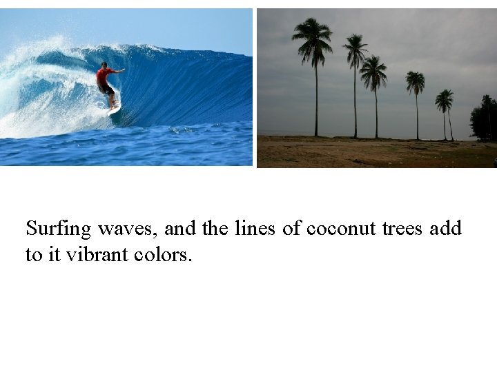 Surfing waves, and the lines of coconut trees add to it vibrant colors. 