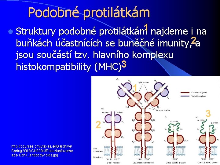 Podobné protilátkám podobné protilátkám 1 najdeme i na buňkách účastnících se buněčné imunity, 2