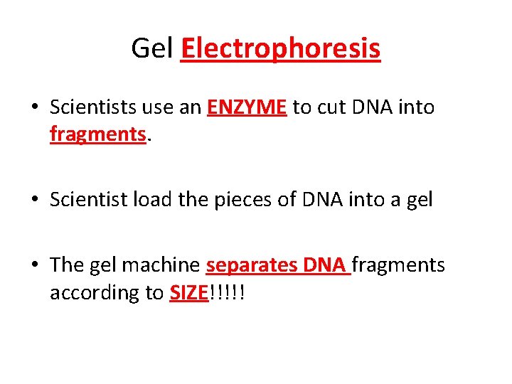 Gel Electrophoresis • Scientists use an ENZYME to cut DNA into fragments. • Scientist