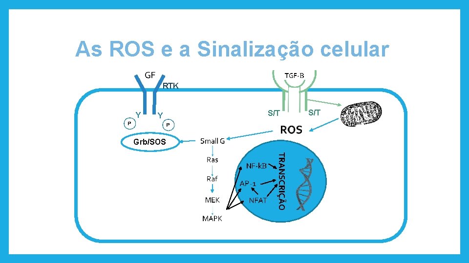 As ROS e a Sinalização celular RTK Y Y S/T Grb/SOS S/T TRANSCRIÇÃO 