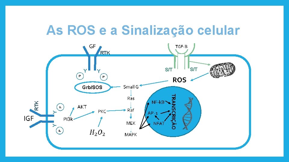 As ROS e a Sinalização celular RTK Y Y S/T Y Y TRANSCRIÇÃO RTK