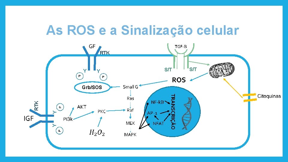 As ROS e a Sinalização celular RTK Y Y S/T Y Y TRANSCRIÇÃO RTK