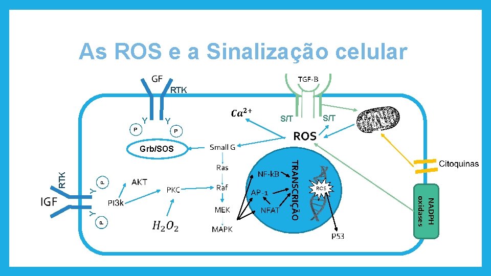 As ROS e a Sinalização celular RTK Y Y S/T Y Y NADPH oxidases