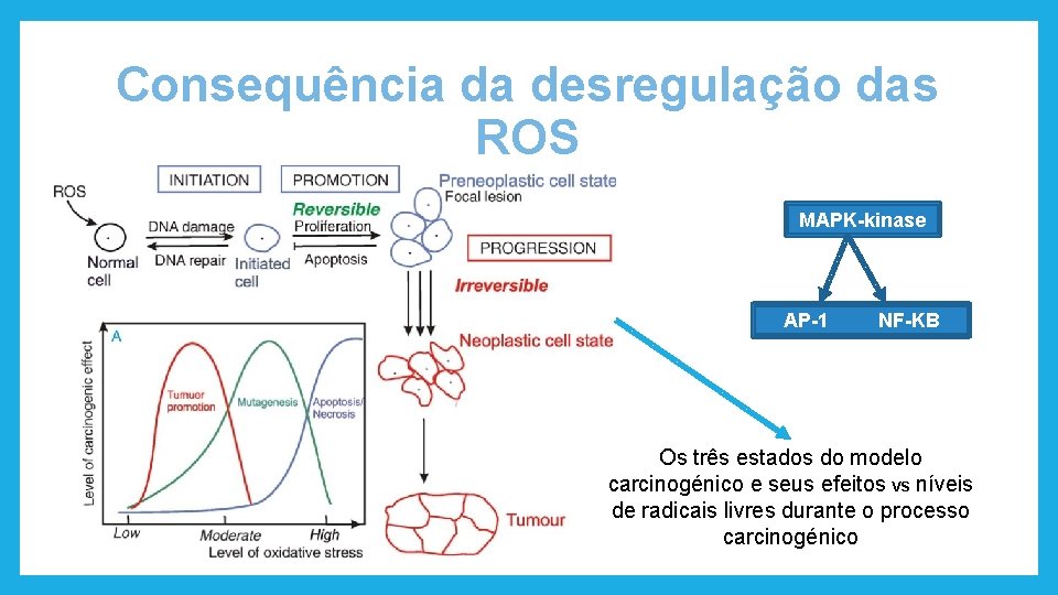 Consequência da desregulação das ROS MAPK-kinase AP-1 NF-KB Os três estados do modelo carcinogénico