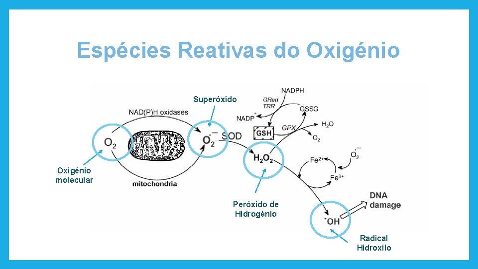 Espécies Reativas do Oxigénio Superóxido Oxigénio molecular Peróxido de Hidrogénio Radical Hidroxilo 