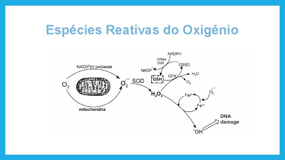 Espécies Reativas do Oxigénio 