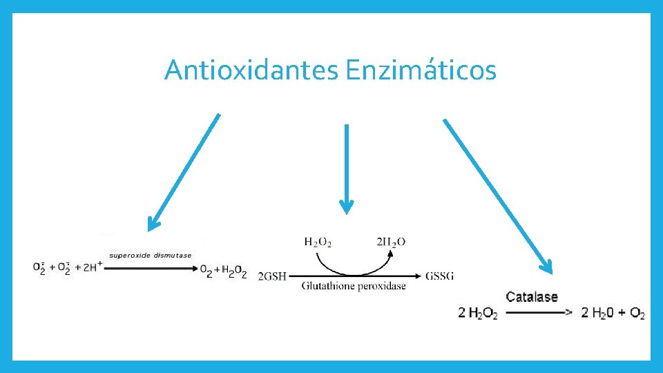 Antioxidantes Enzimáticos 