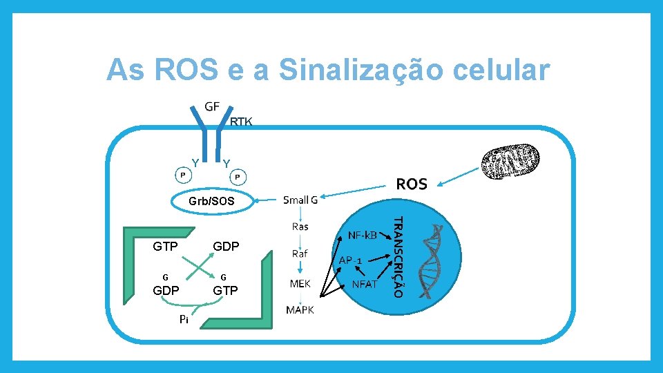 As ROS e a Sinalização celular RTK Y Y Grb/SOS GDP G G GDP