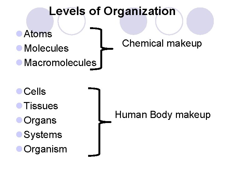 Levels of Organization l Atoms l Molecules l Macromolecules l Cells l Tissues l