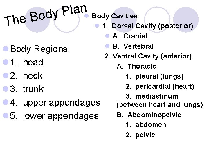 The n a l P l Body Cavities Body l 1. Dorsal Cavity (posterior)