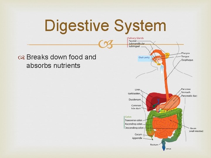 Digestive System Breaks down food and absorbs nutrients 