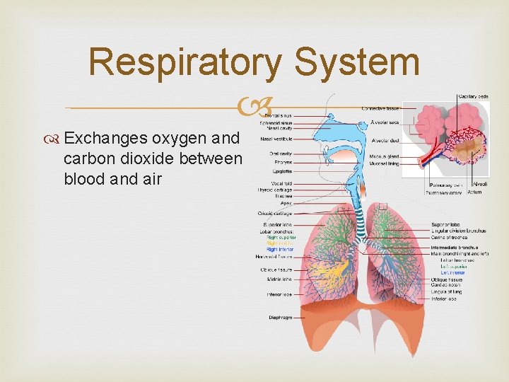 Respiratory System Exchanges oxygen and carbon dioxide between blood and air 