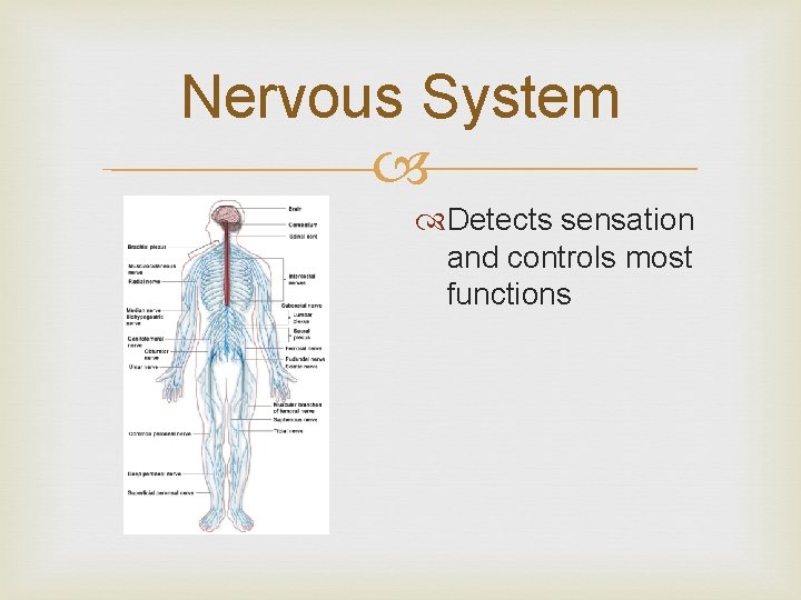 Nervous System Detects sensation and controls most functions 