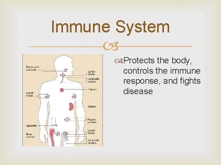 Immune System Protects the body, controls the immune response, and fights disease 