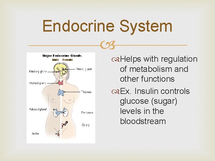 Endocrine System Helps with regulation of metabolism and other functions Ex. Insulin controls glucose