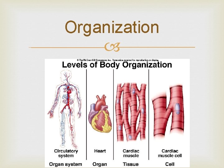 Organization 