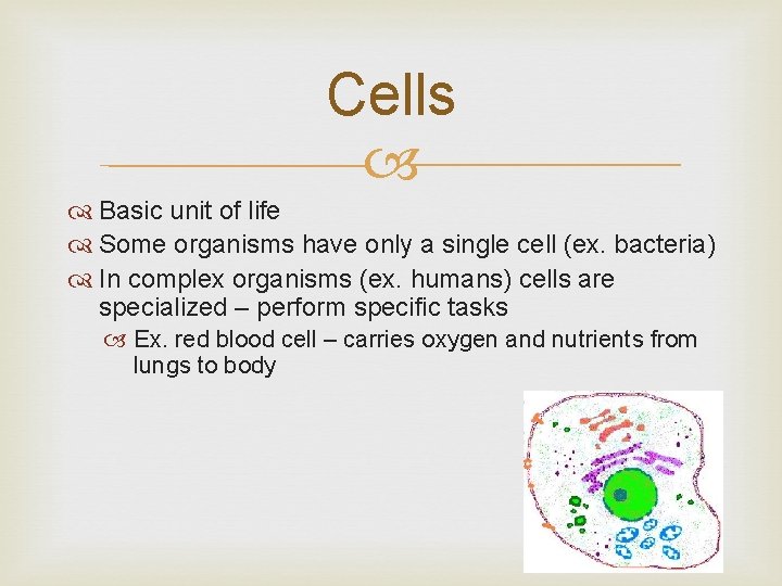 Cells Basic unit of life Some organisms have only a single cell (ex. bacteria)