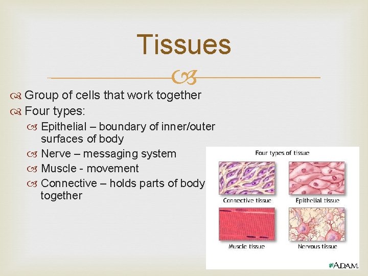 Tissues Group of cells that work together Four types: Epithelial – boundary of inner/outer