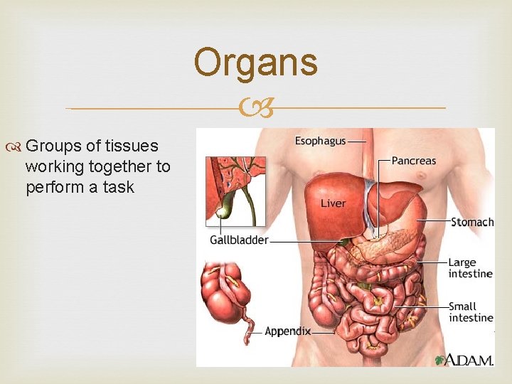 Organs Groups of tissues working together to perform a task 